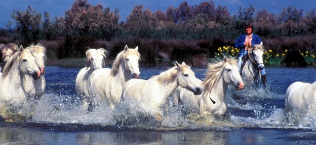 witte paarden